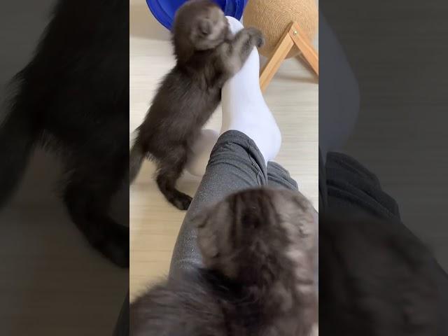 Scottish Fold Virginia Kittens playing