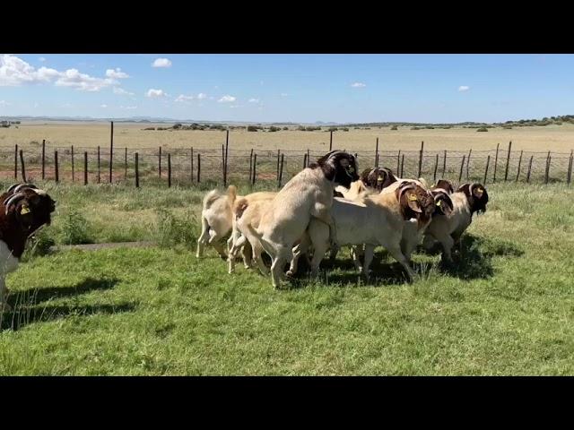 Boer Goat Bucks for sale