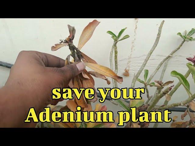 How to save rotting adenium @IdeasWithRPS Grafting method
