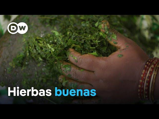 Plantas terapéuticas en la medicina alternativa - Programa completo