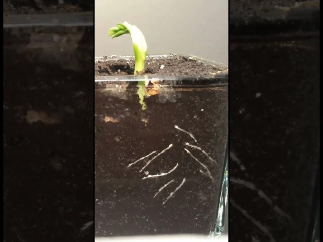 Time-Lapse View of Broad Bean Roots: Nature's Marvel in Motion