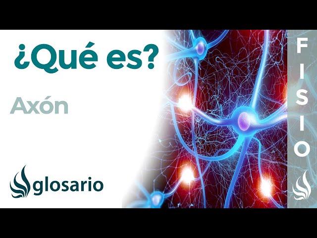 AXÓN | Qué es, dónde se encuentra, cuál es función e importancia para las neuronas