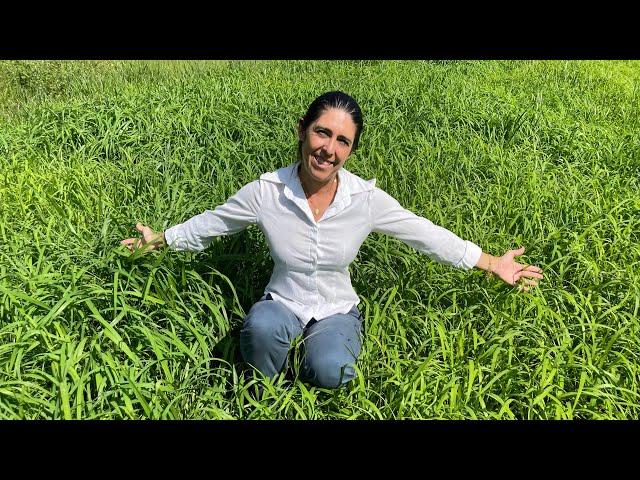 FORMANDO UM PASTO DE CAPIM TAMANI