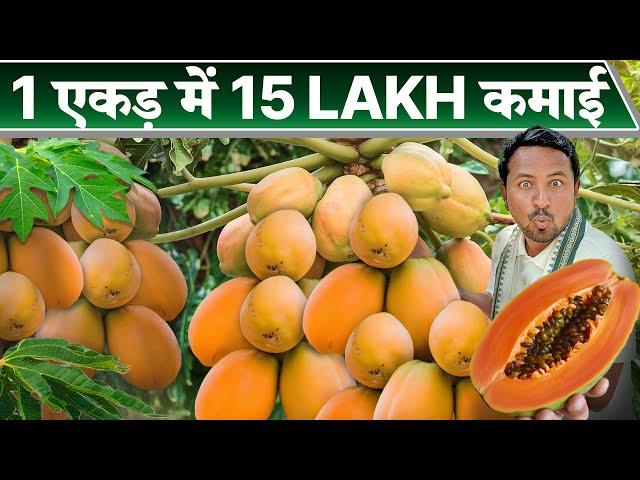 महीने का 1 लाख ऐसे कमाओPapaya Farming | खेती का गेमचेंजर | Indian Farmer