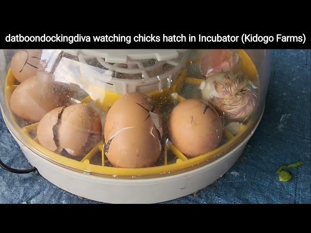 Round #2:  Baby chicks Hatch via Incubator @ Kidogo Farms