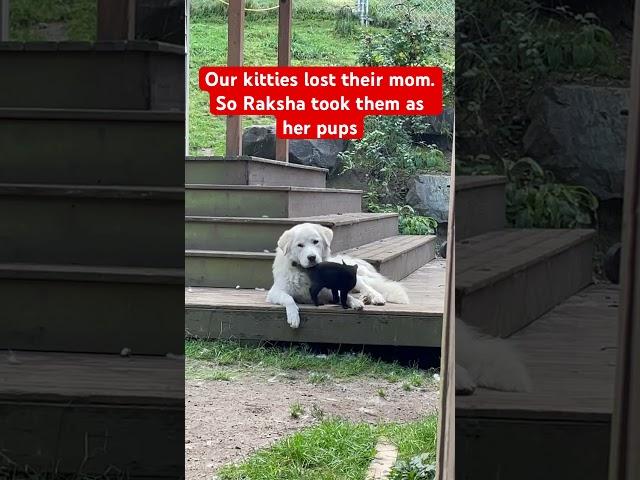 Kitties Lost Their Mom So Raksha the Great Pyr Adopted Them as Her Pups! #cutekitty  #greatpyrenees