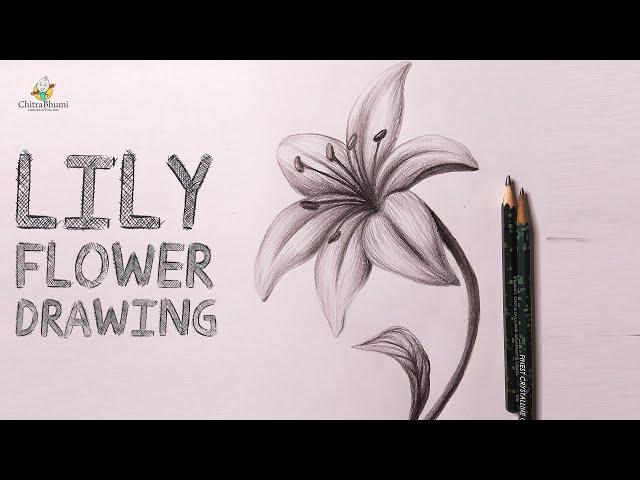 Lily Flower Drawing | How To Draw Flower Easy Step By Step | Pencil Drawing