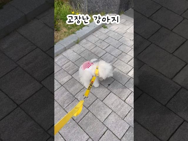 옷입혔더니 고장난 강아지