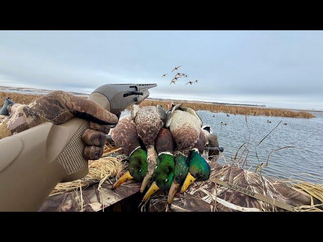 Late Season Solo Duck Hunting! (Limited Out)