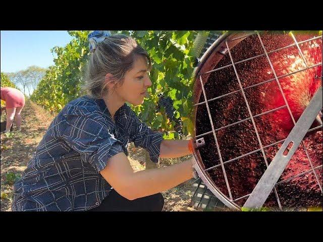 Wine Making Process in Bordeaux - Step by Step Explanation/Fun Documentary