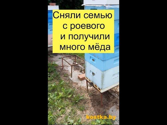 Сняли семью с роевого и получили много мёда.