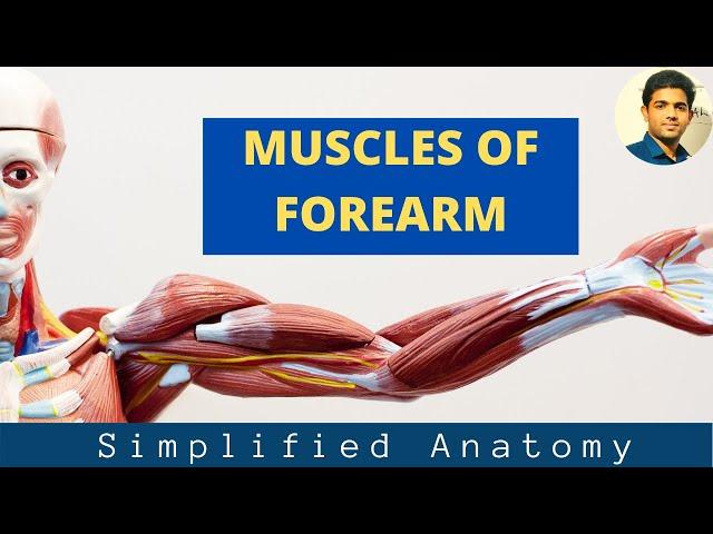 MUSCLES OF FOREARM- ANTERIOR COMPARTMENT( Anatomy Simplified)-Part 1