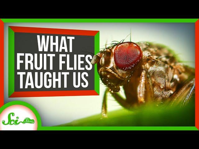 What Fruit Flies Taught Us About Human Biology