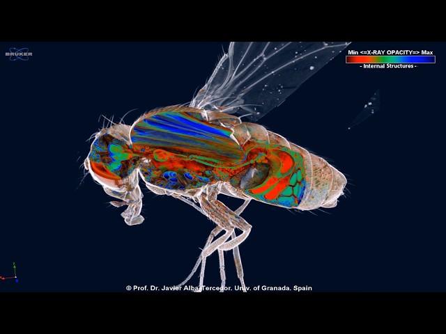 Micro-CT study of the Fruit fly (Drosophila melanogaster)