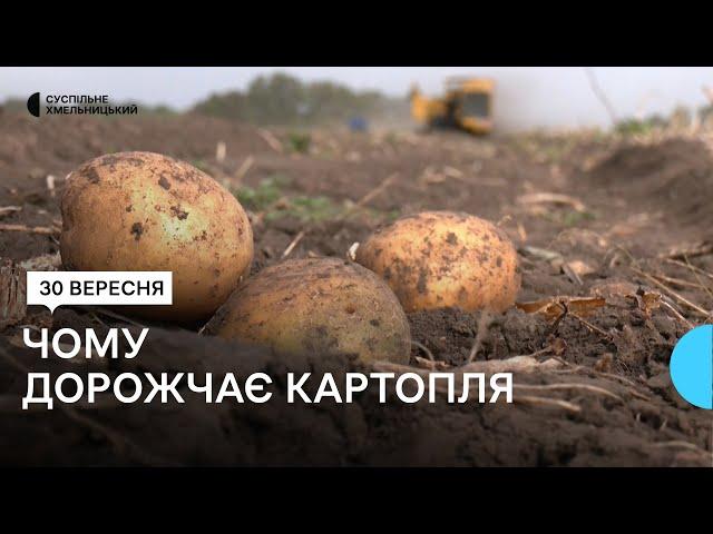 На Хмельниччині знизився врожай картоплі: що на це вплинуло та чим загрожує