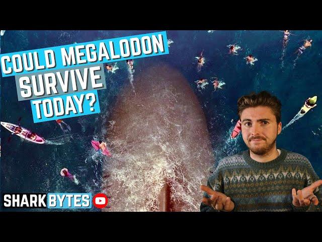 Could Megalodon SURVIVE In Today's Ocean?