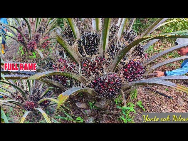 Panen sawit pokok rendah keterlaluan buah nya