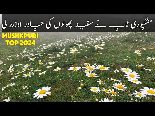 Mushkpuri Top | Donga Gali to Mushkpuri Top Hiking | Nathia gali tour 2024