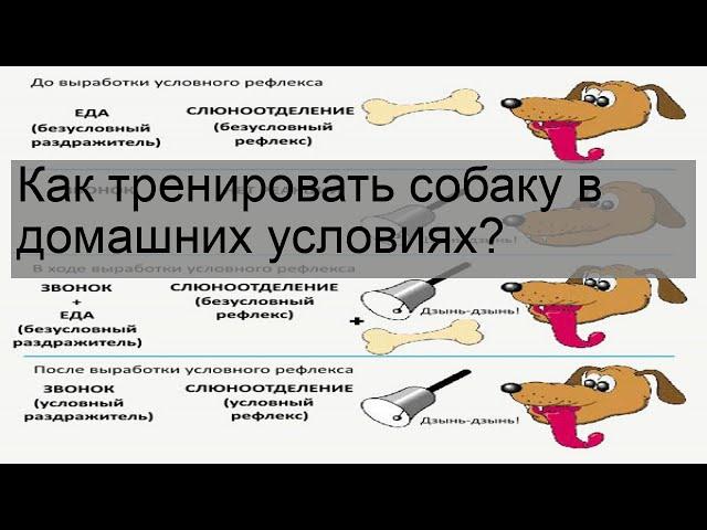 Как тренировать собаку в домашних условиях?