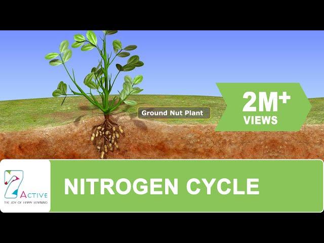 NITROGEN CYCLE