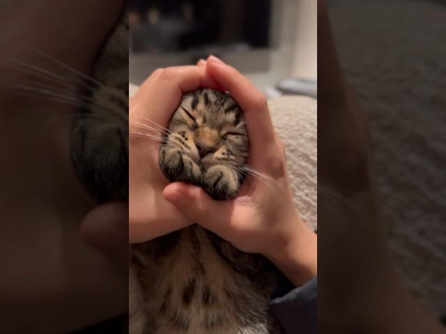【猫動画】愛する子猫が可愛過ぎて発狂するパパ⁉︎笑  #shorts