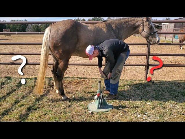 Farrier Q&A while trimming a horse