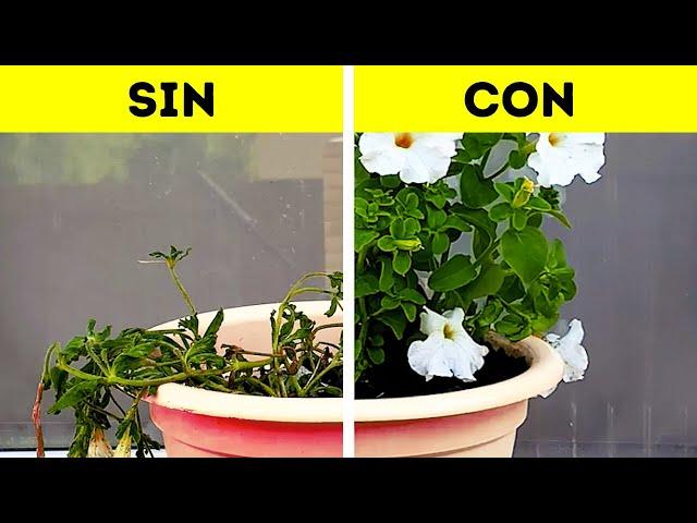 Trucos ingeniosos de jardinería para amantes de las plantas 