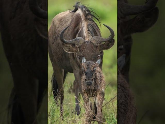 Safari Camp Stories: Wildebeest gives birth near Don's tent