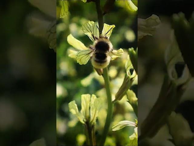 Taking a moment to just enjoy the bees 