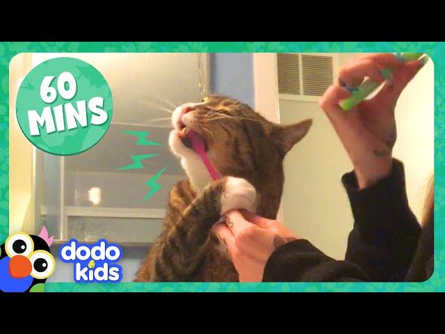 These Talking Animals Have The Funniest, Sweetest Stories To Tell | 1 Hour Of Animals | Dodo Kids