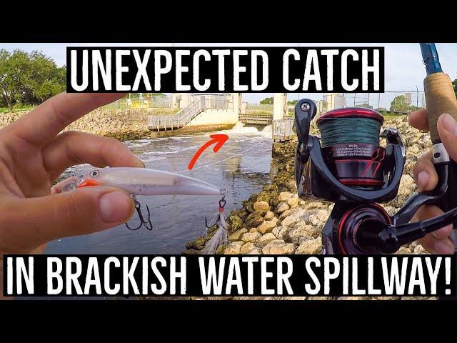 Unexpected Catch In BRACKISH Water SPILLWAY