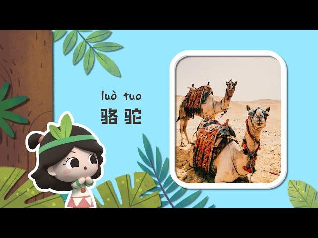 Early Learners | Camel, Our Friend in the Desert | Emmy&GooRoo Nature Class | Kids Cartoons [SUBS]