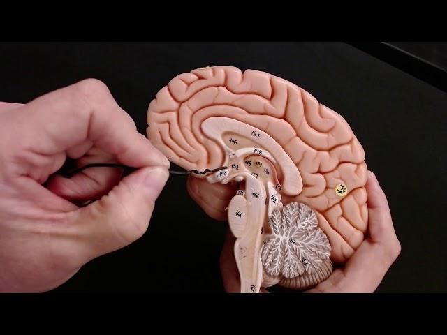 Brain Anatomy Review and Quiz