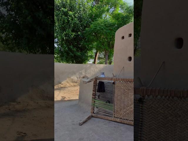 Rural life Of Punjab Village #mudhome #villagelife