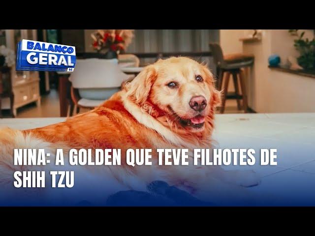 Golden Retriever tem filhotes de Shih Tzu e viraliza em Joinville