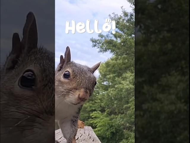 A quick "Hello!" from Mr Squirrel #Squirrel #Morning #Nature #Birdsong #naturalsoundsofnature