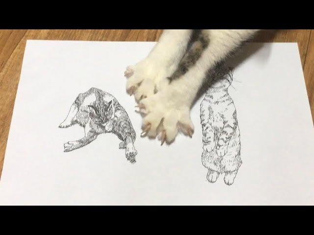 Draw a grooming cat