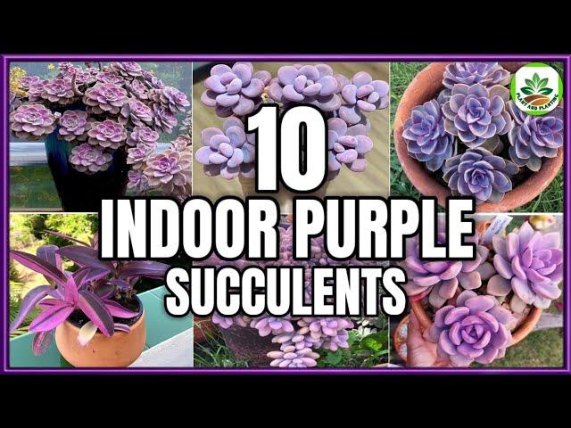 Top 10 Indoor Purple succulents | Purple succulent plants for Indoor Garden | Plant and Planting