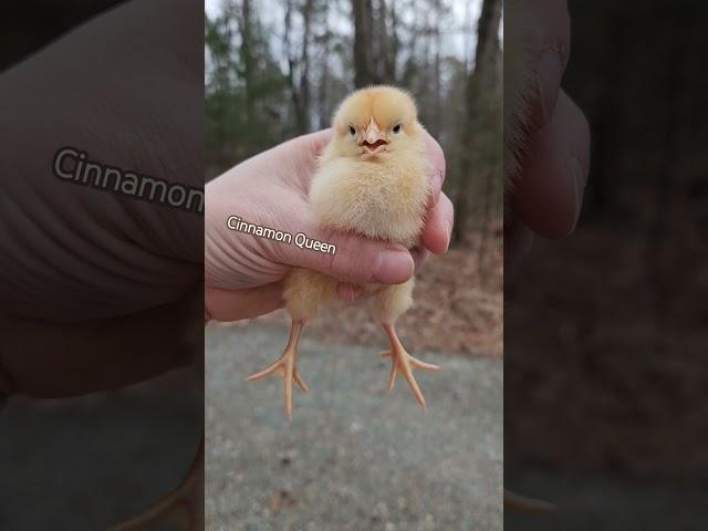 Cinnamon Queen #babychicks #cinnamonqueen #chicks #babychickensofinstagram