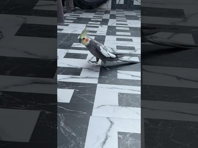 Crow Cockatiel Freewalk  #cockatiel