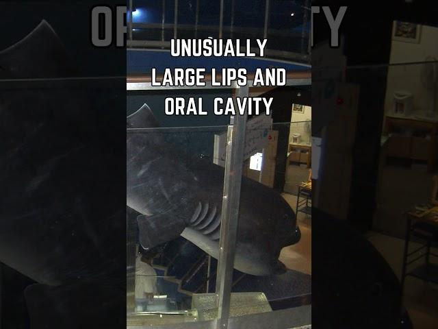  Discover the Megamouth Shark: The Deep Sea's Gentle Giant!
