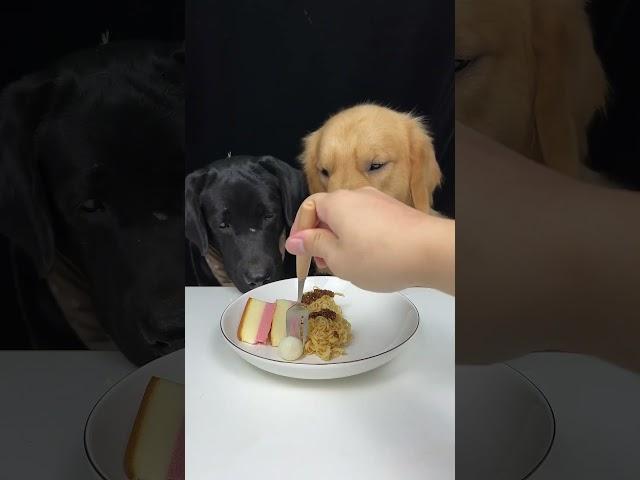 Who Decided Three Meals a Day Was Enough? Golden and Labrador. Cute Pet Debut Plan