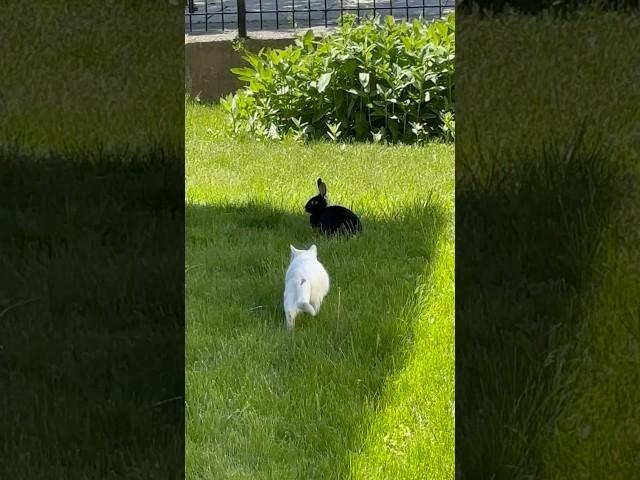 Cat and Bunny Play Funny pets #cats #rabbits #shorts #funny