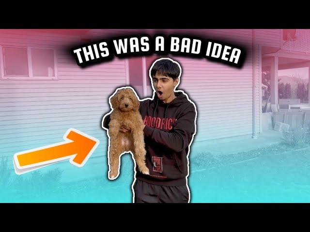 I Bought My First DOG…