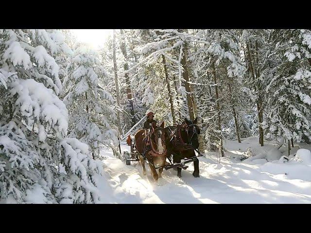 DRAFT HORSES LOGGING ON A GORGEOUS WINTER DAY!!! #451