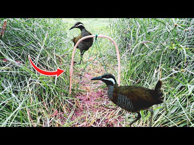 Pinaka effective na Trap sa Tikling | Bird trap tutorials