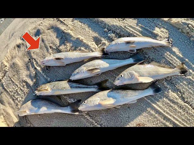 Catch MORE Fish While SURF FISHING! on the GULF Coast (Learn to Cook Your Catch)