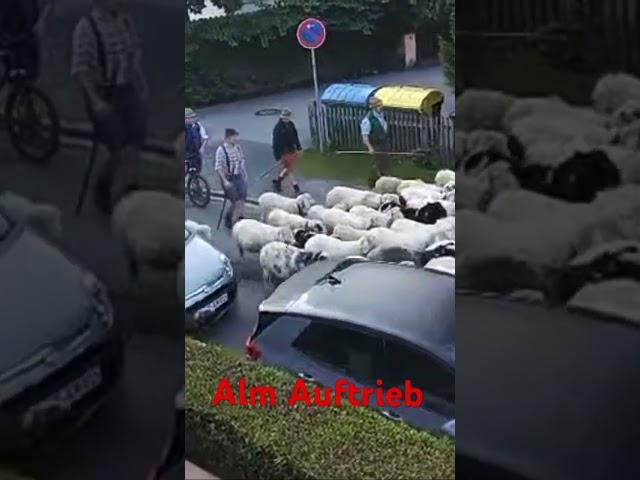 Alm Auftrieb #sheep #asmrsounds #asmr #viral #tiere #animals #sommer #bavaria #germany #betashorts