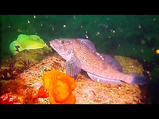 Secret Ling Breeding Ground! And a HUGE underwater TUNNEL!