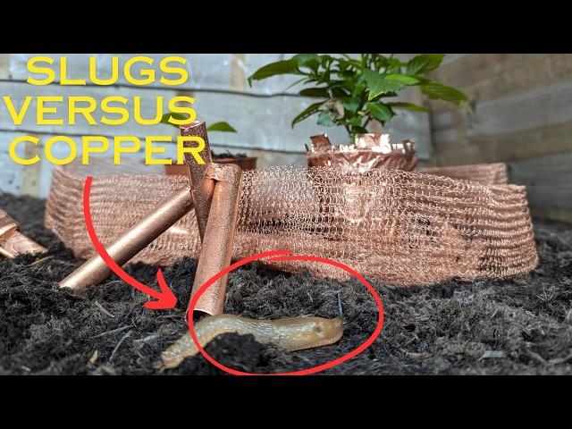 Copper vs. Slugs: This Video Will Turn Your Thoughts Upside Down